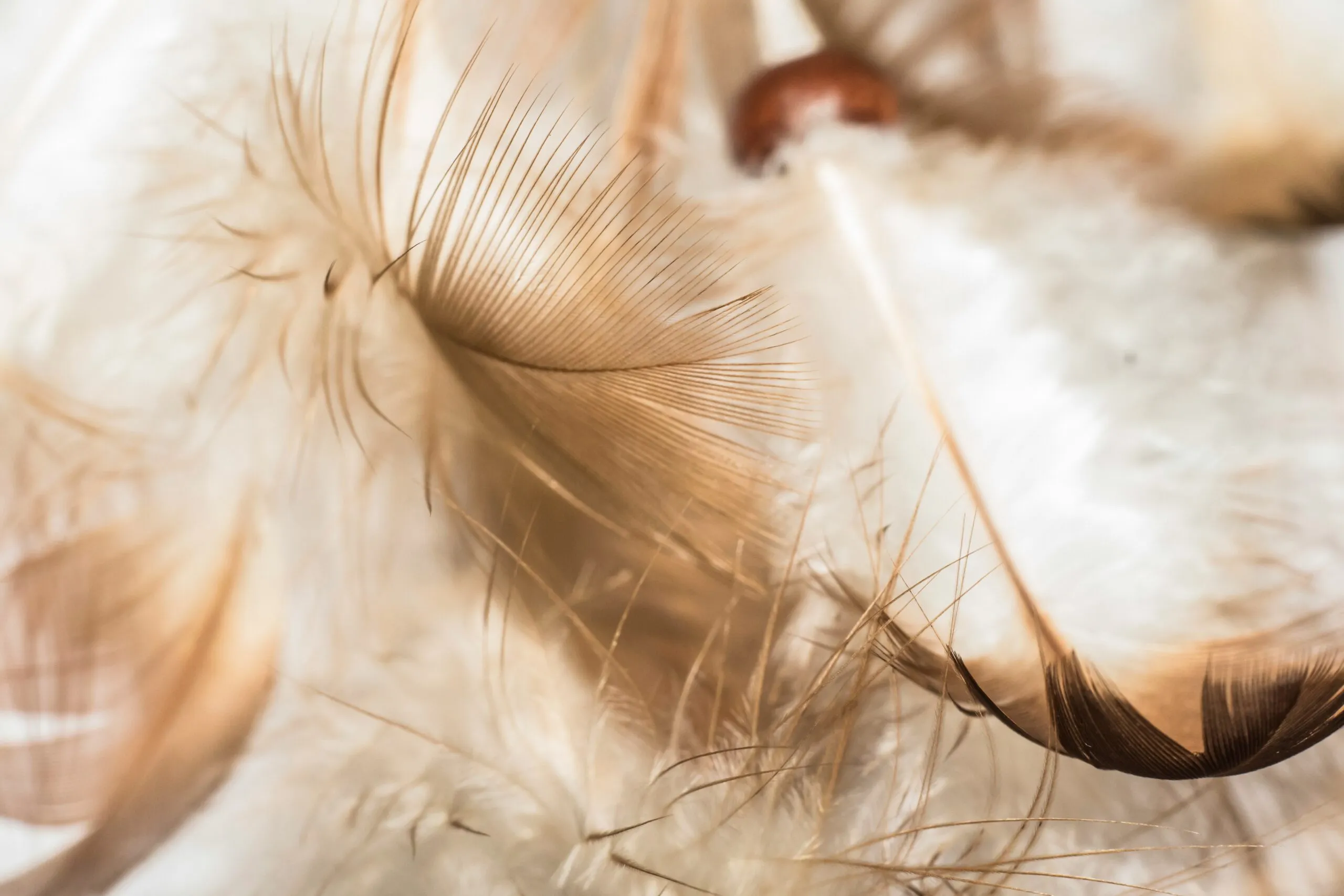 Gros plan macro sur des plumes d'oiseau douces aux teintes douces marron et blanches