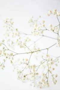 Préparation des obsèques : fleurs de gypsophile blanc délicates en arrière-plan