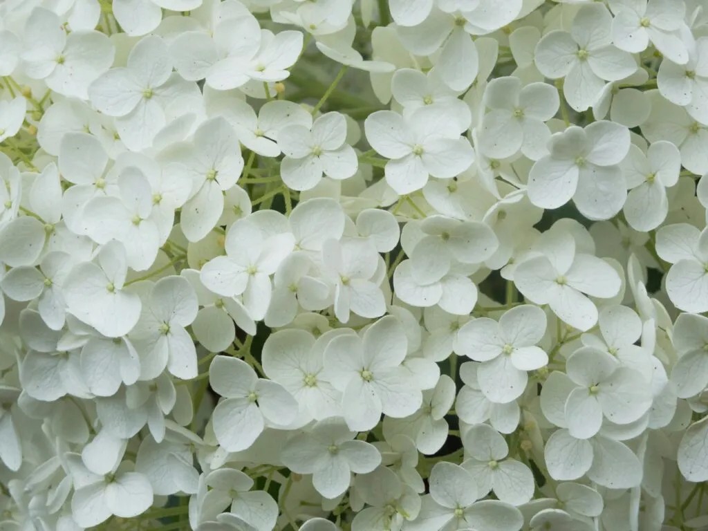 Prise en charge du défunt : gros plan sur un bouquet d'hortensias blancs