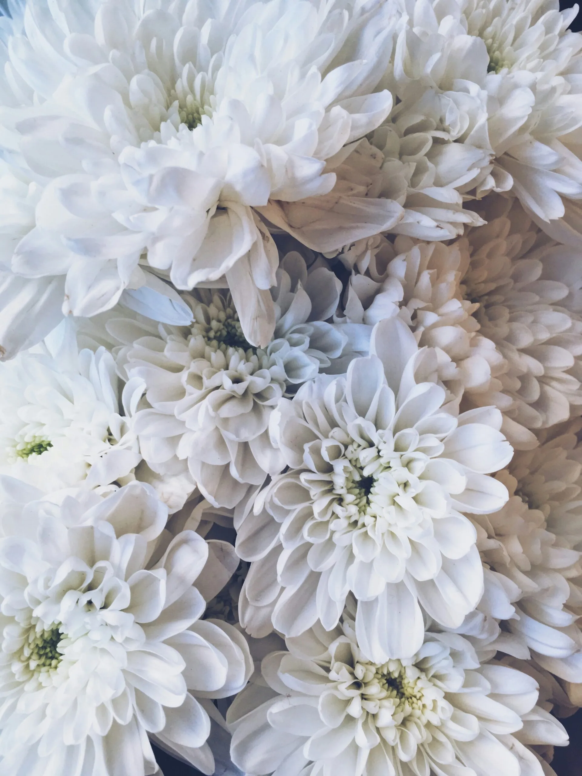 Jour de l'hommage : composition florale de chrysanthèmes et dahlias blancs